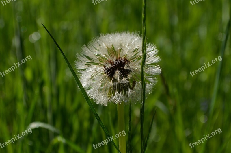 Faded Dandelion Fluff Dandelion Free Photos