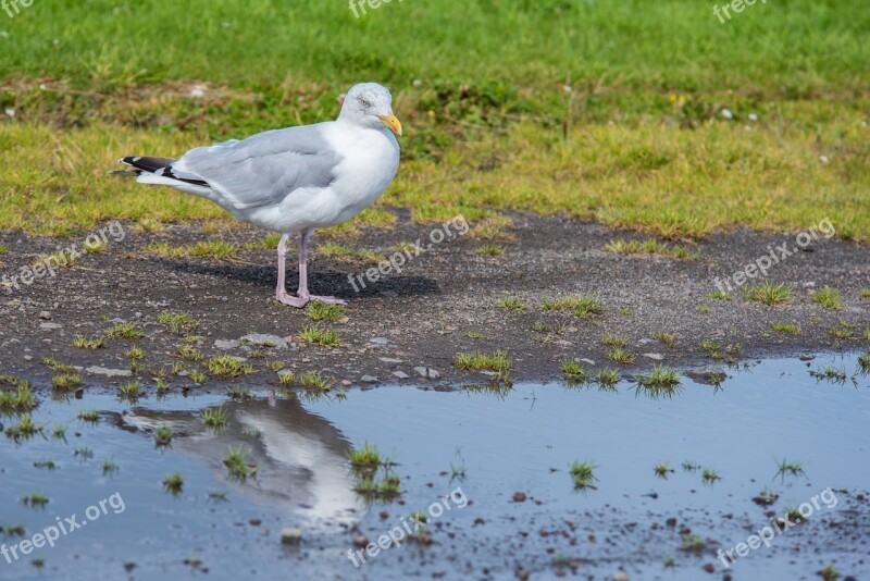 Seagull Bird White Animal Feather