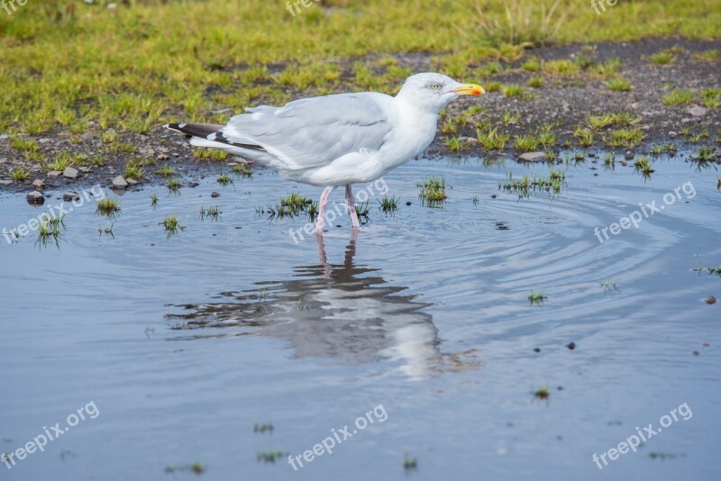 Seagull Bird White Animal Feather