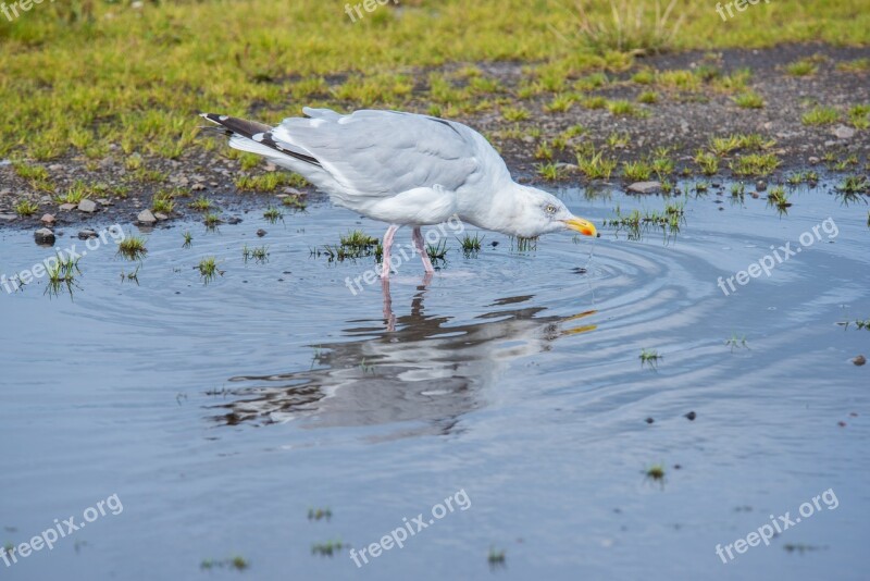 Seagull Bird White Animal Feather