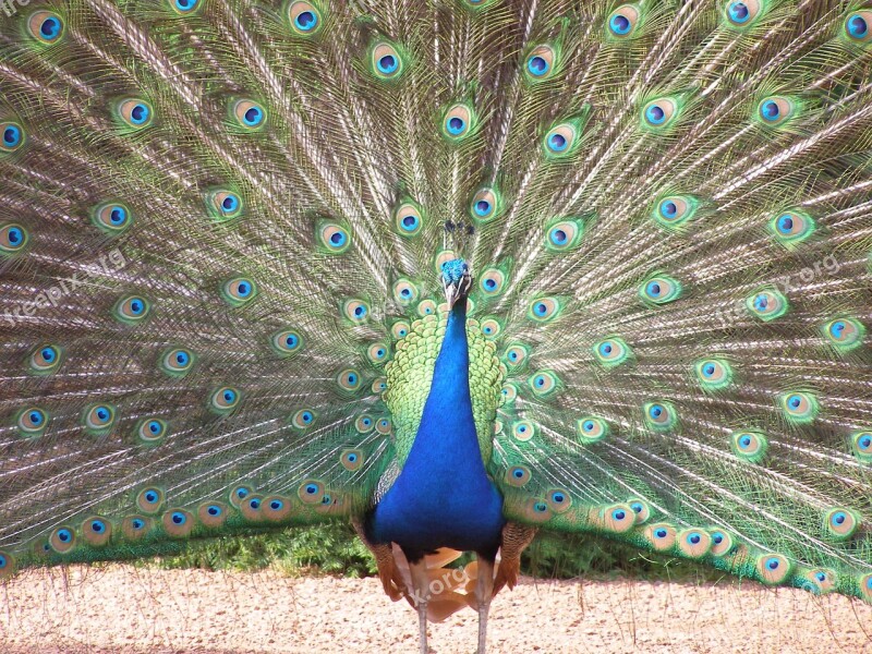 Peacock Feather Tail Open Bird