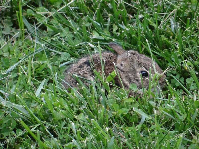 Bunny Rabbit Easter Cute Fuzzy