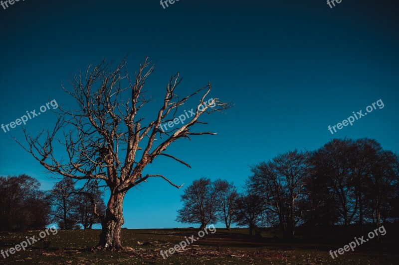 Nature Tree Postapokalipsis Field Landscape