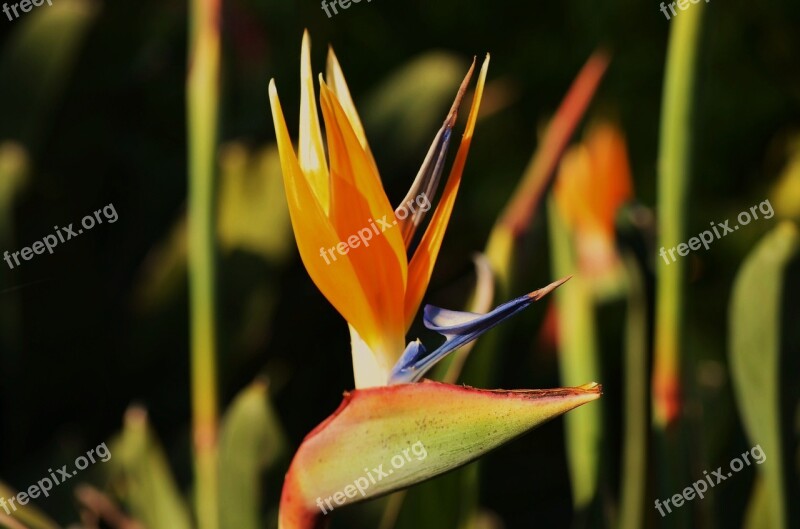 Flower Spring Flowers Estrelicia Nature