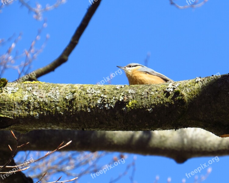 Songbirds Birds Kleiber Nature Tree