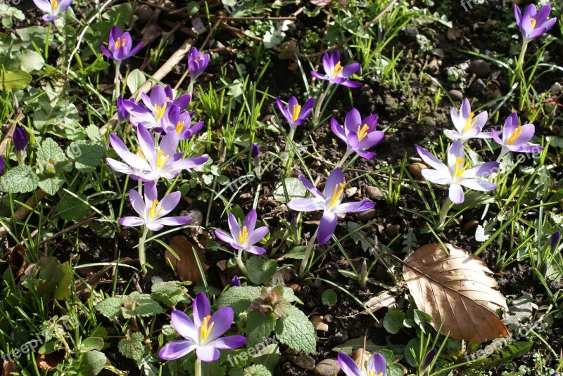 Crocus Flowers Spring Spring Flower Flora