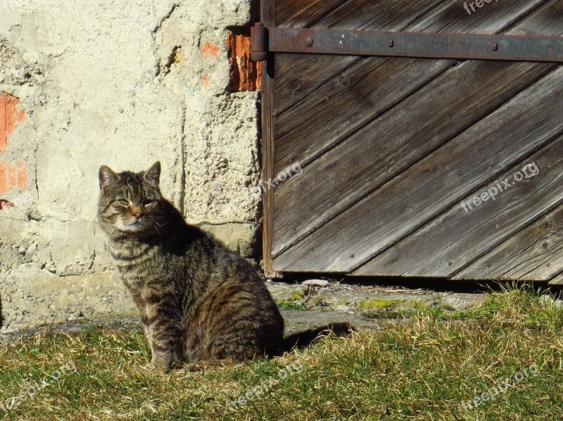 Cat Sitting Old Gate Animals Pet