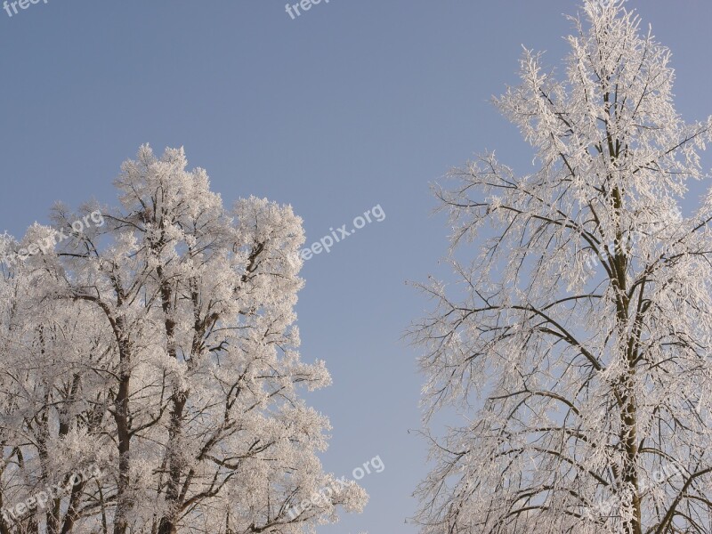 Tree Winter Snow Wintry Winter Trees