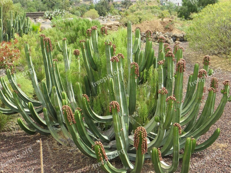 Cactus Tenerife Canary Islands Plant Prickly