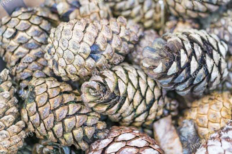 Pine Cones Tree Pine Forest Nature