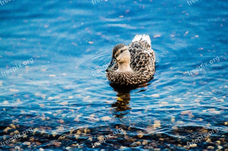 Duck Animal Lake Duckling Animals