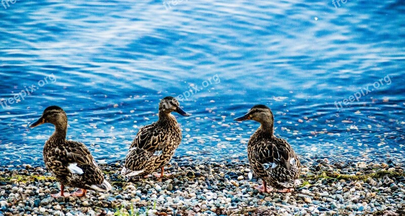 Ducks Lake Animals Nature Landscape