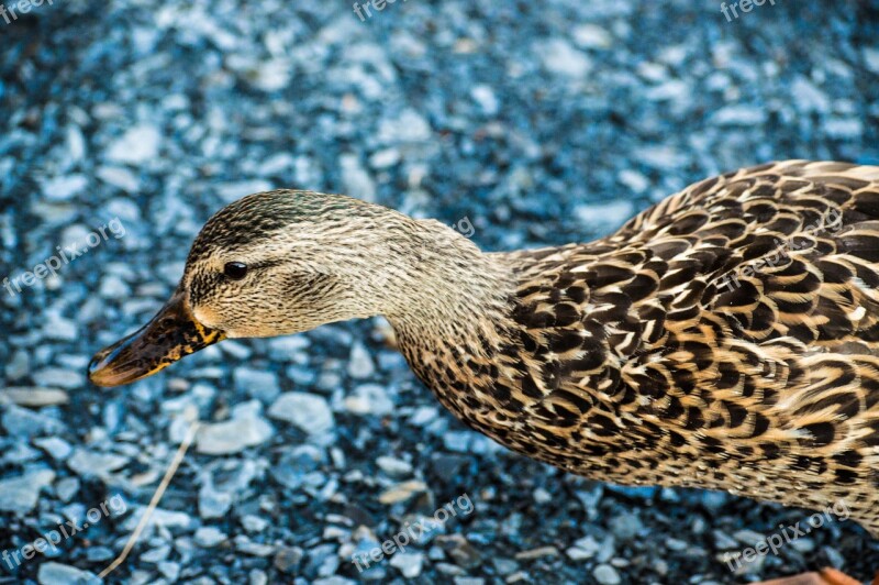 Duck Animal Wild Duck Nature Animals