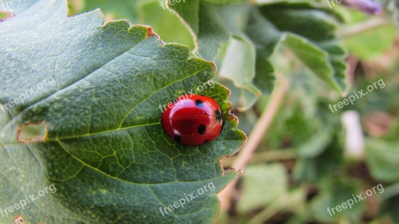 Coccinella Septempunctata Insect Nature Wildlife Fauna