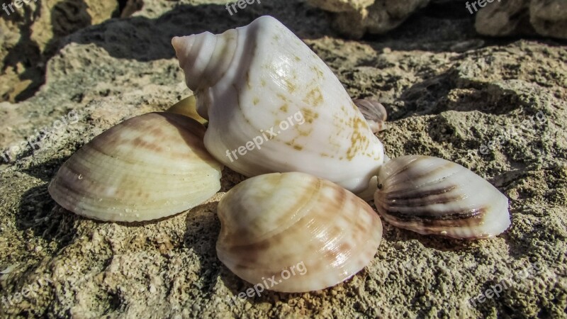 Shells Sea Nature Beach Free Photos