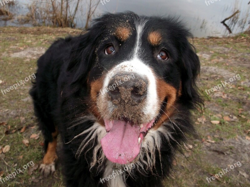 Berner Dog White Bib Purebred Dog Free Photos