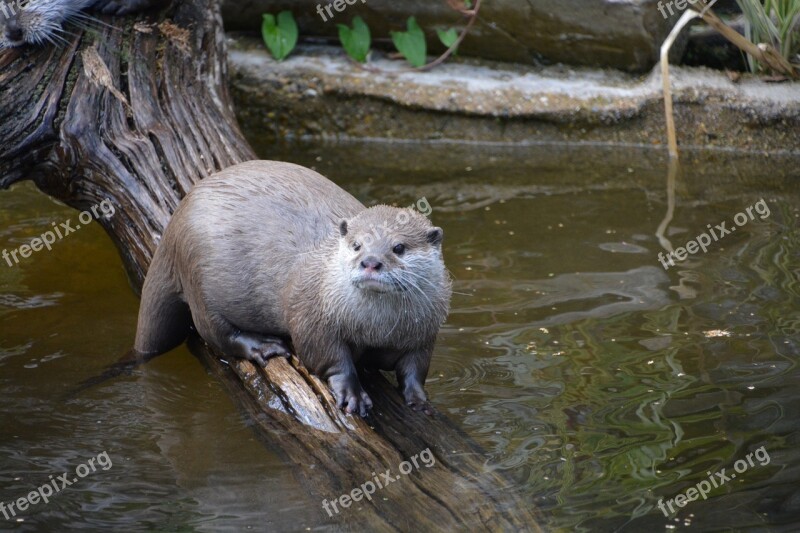 Otter Wildlife Nature Water Animal