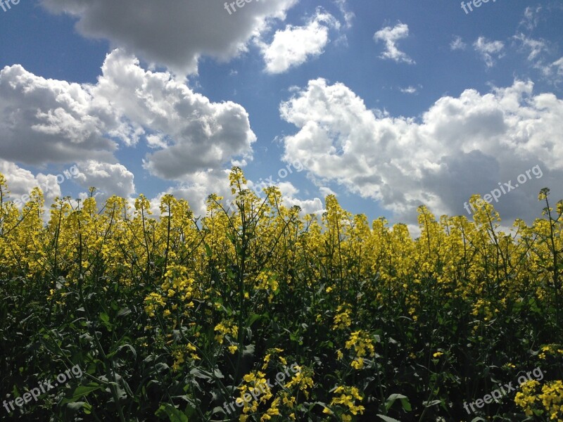 Rape Field Clouds Landscape Turnip Rape