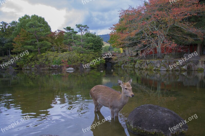 Nara Biche Lake Japan Trees