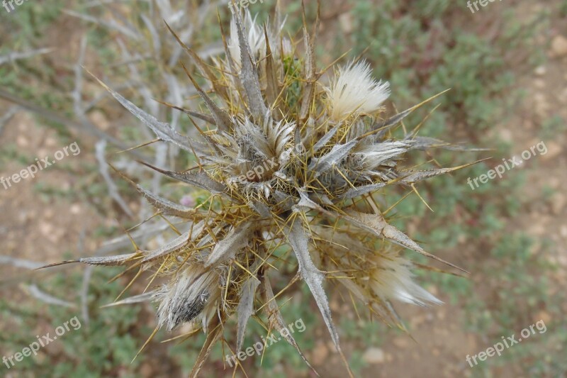 Cotton Thistle Dry Thistle Flower Thorns