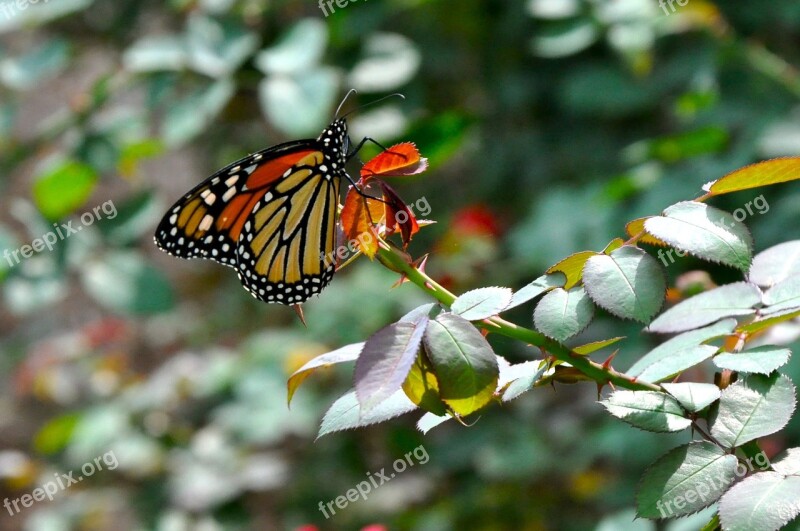 Monarch Monarch Butterfly Butterfly Nature Wildlife