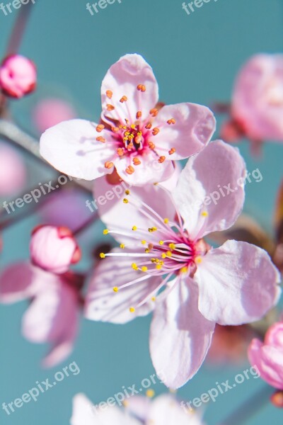 Spring Cherry Blossom Spring Flower Nature Spring Flowers