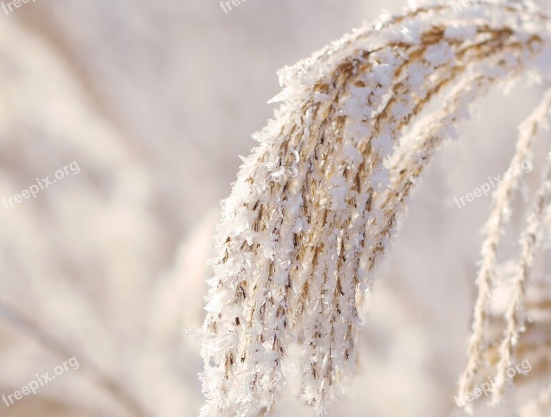 Winter Reed Snow Wintry Nature