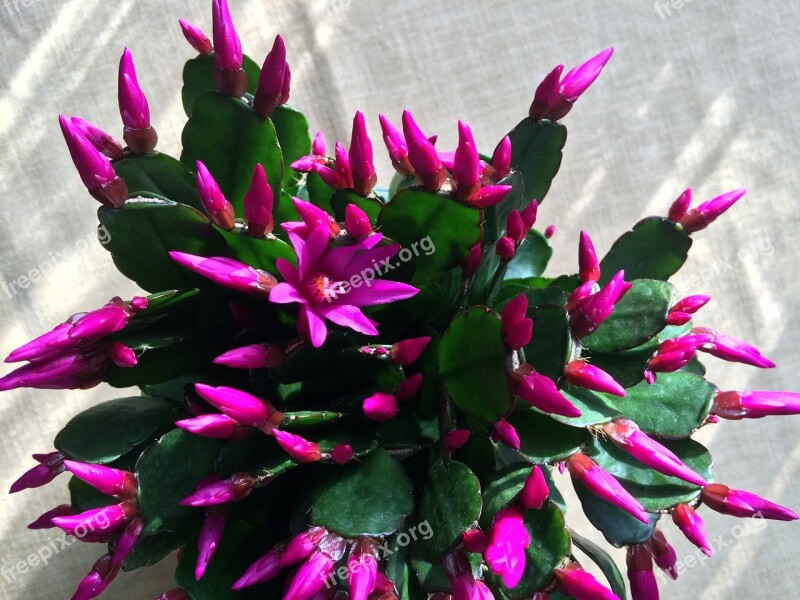 Cactus Weihnachtskaktus Potted Plant Pink Blossom