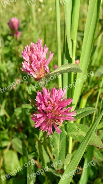 Flower Red Plant Red Clover Free Photos