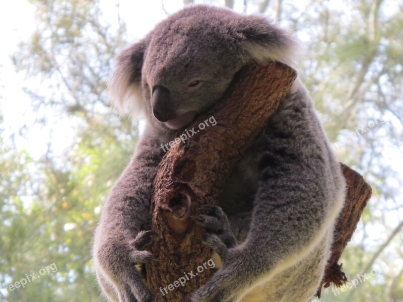 Koala Koala Bear Cuddly Animal Marsupial Sleepy Koala Pouched Mammal