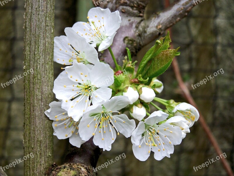 Blossom Bloom Fruit Apple Blossom Cherry Blossom