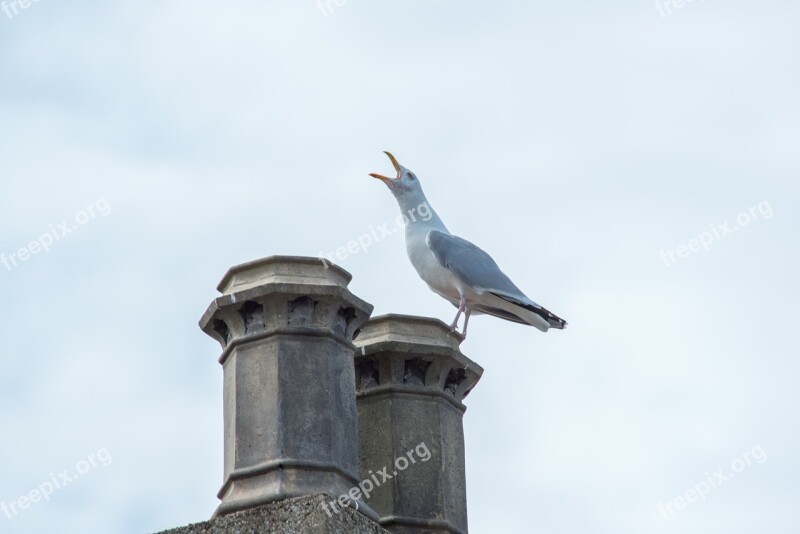 Seagull Bird White Animal Feather