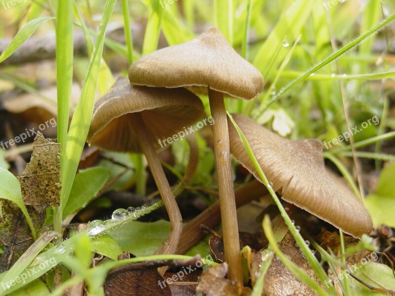 Mushroom Field Fungus Free Photos