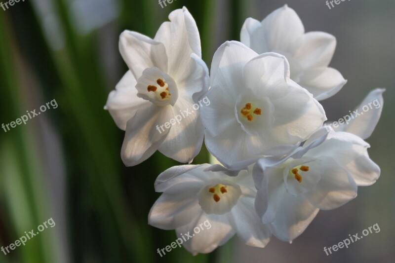 Flower Paper White Spring Blooming Nature