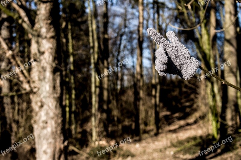 Glove Nature Forest Detail Free Photos