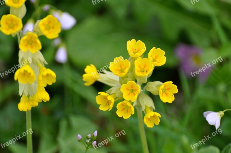 Hello Yellow Flowers Country Fleurs Des Champs Spring