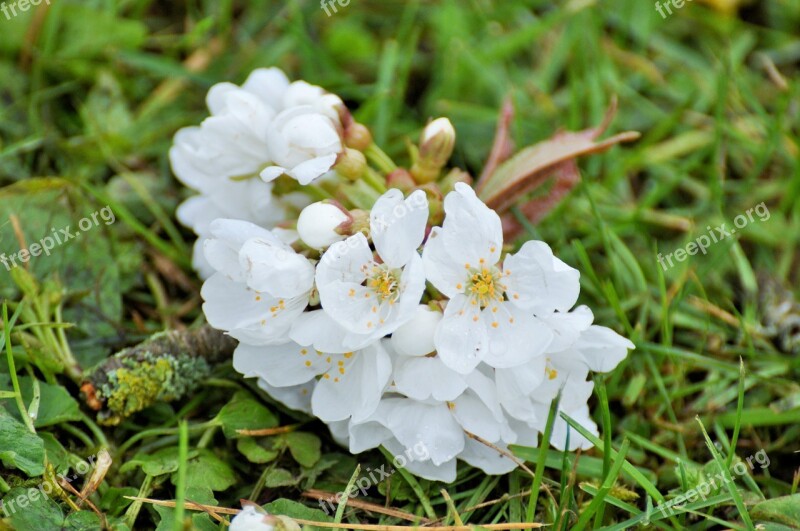 Flowers Cherry Flowers White Flowers Cherry Blossom Nature