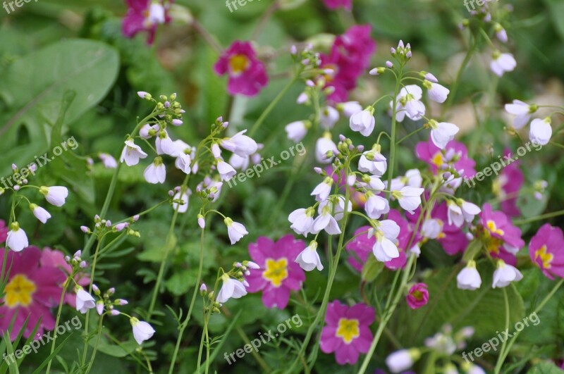 Flowers Wild Flowers Field Wild Flower Summer