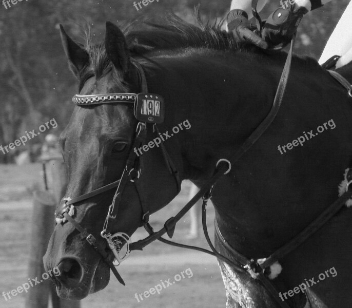 Animal Horse Eventing Free Photos