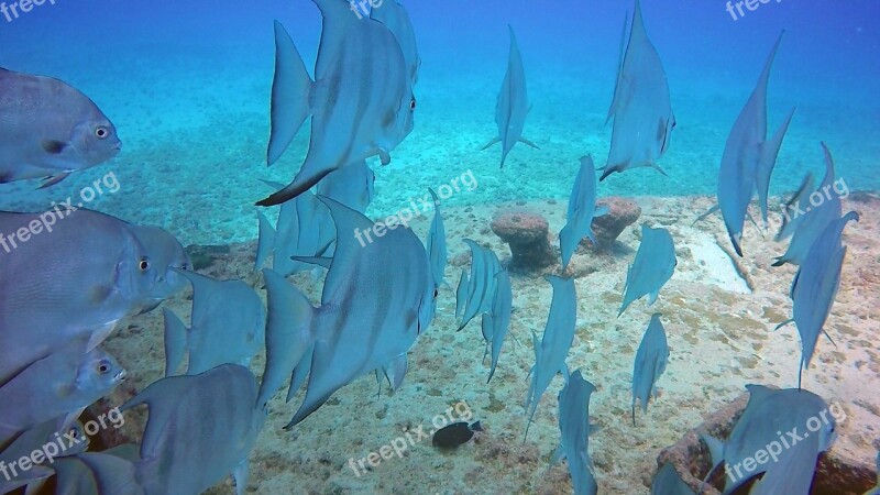 Fish Shoals Water Shipwreck Diving