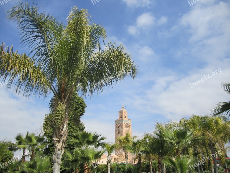 Palm Tree Marrakech Morocco Free Photos