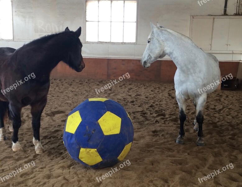 Horse Ball Playing Toy Teamwork