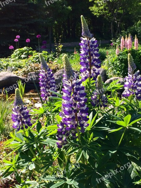 Lupins Flowers Lupine Nature Bloom