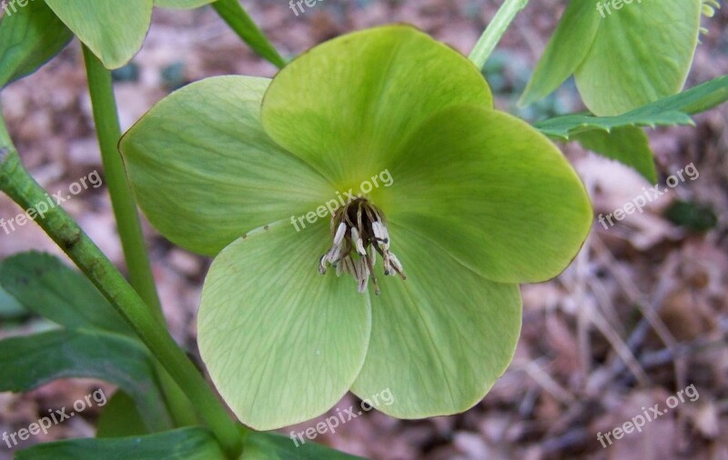 Hellebore Winter Aconite Forest Flower Free Photos