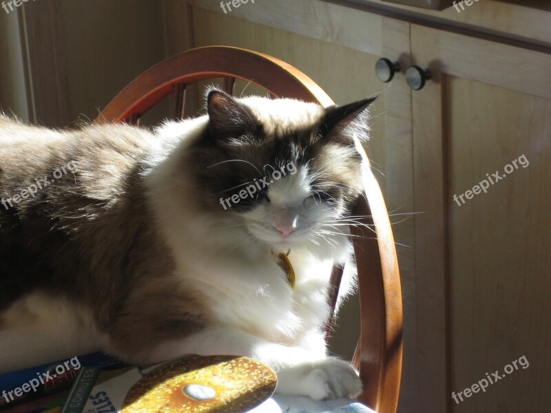 Cat Shadows Feline Resting Indoors