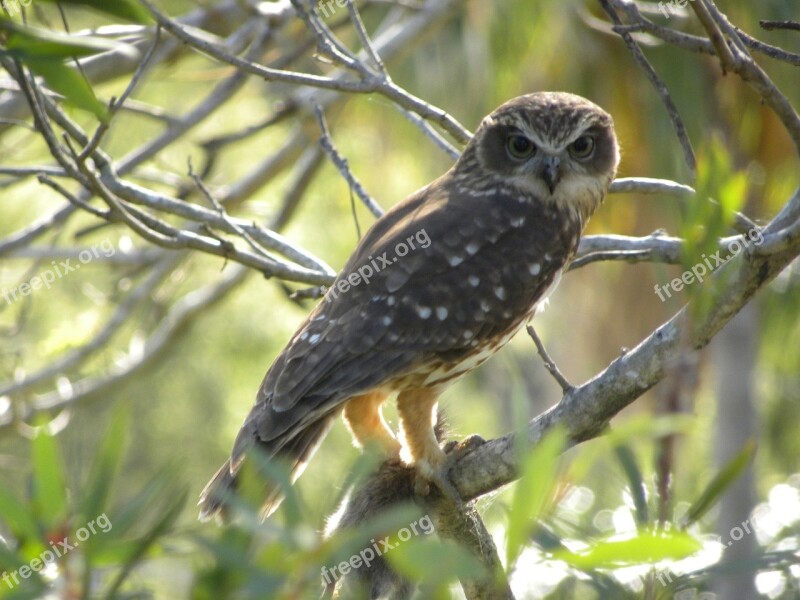 Southern Boobook Owl Predator Bird Bird Of Prey