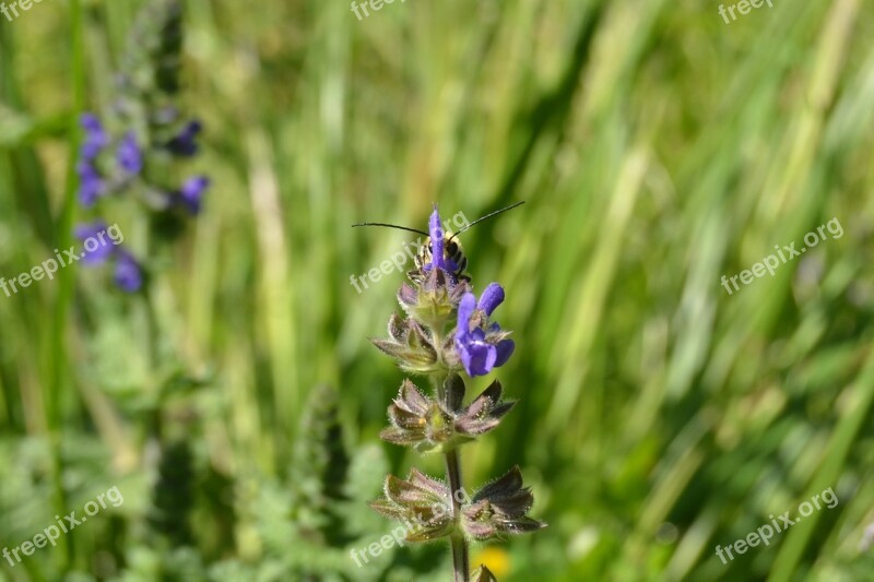 Bee Flower Spring Pollination Prato