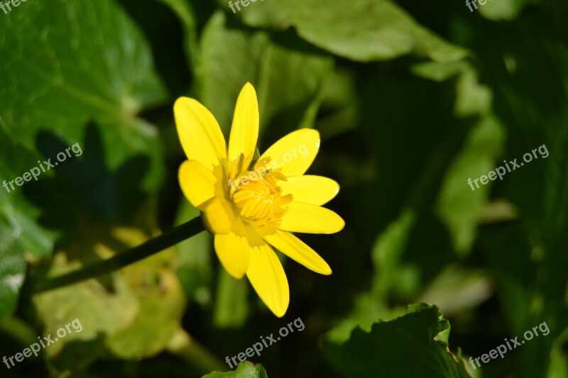 Buttercup Flower Yellow Nature Spring