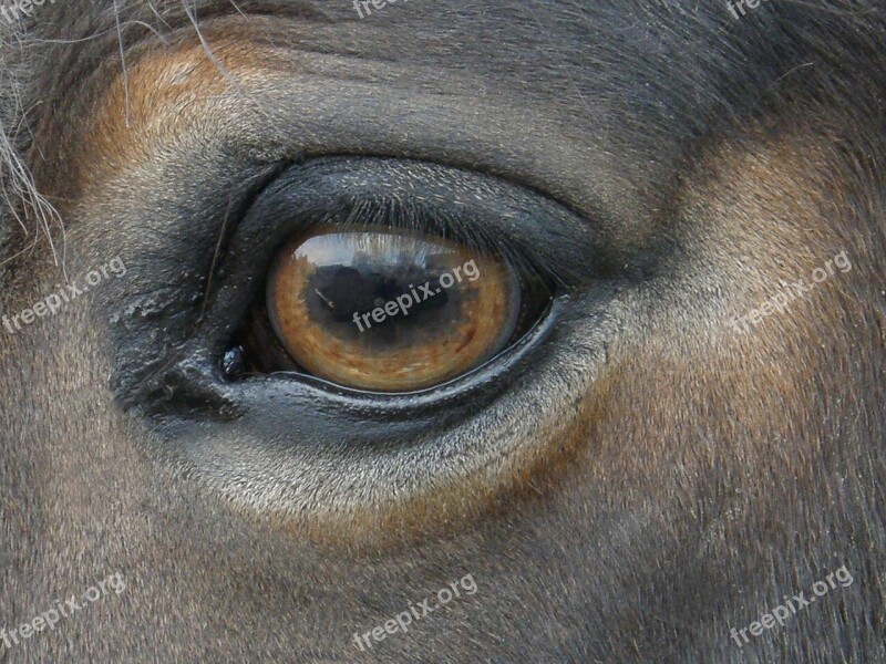 Horse Main Eye Free Photos