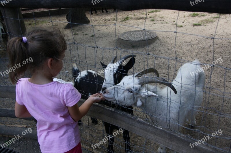 Goats Child Petting Zoo Free Photos